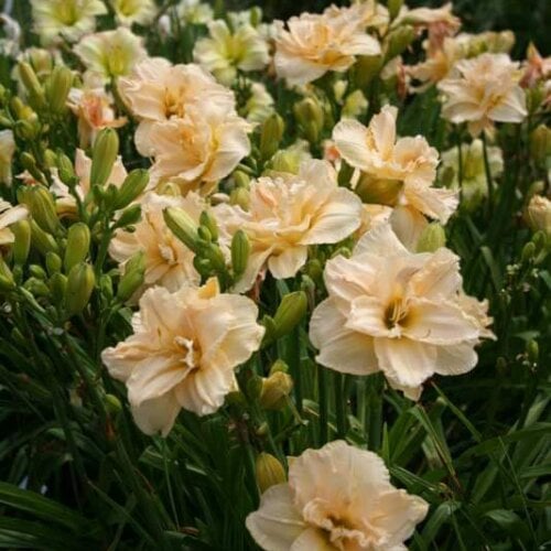 Oakes-Daylilies-Land-Of-Cotton-daylily-002