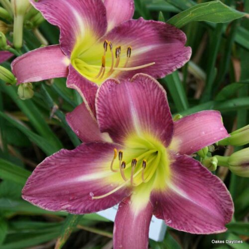 Oakes-Daylilies-Lavender-Deal-001