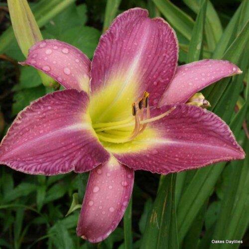 Oakes-Daylilies-Lavender-Deal-002