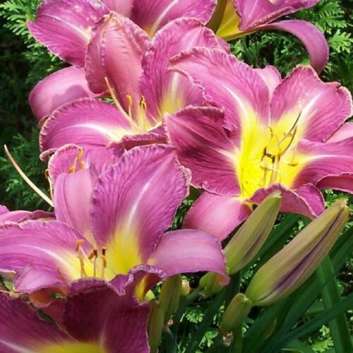 Oakes-Daylilies-Lavender-Deal-004