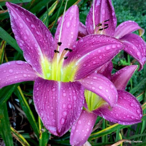 Oakes-Daylilies-Lavender-Deal-daylily-006