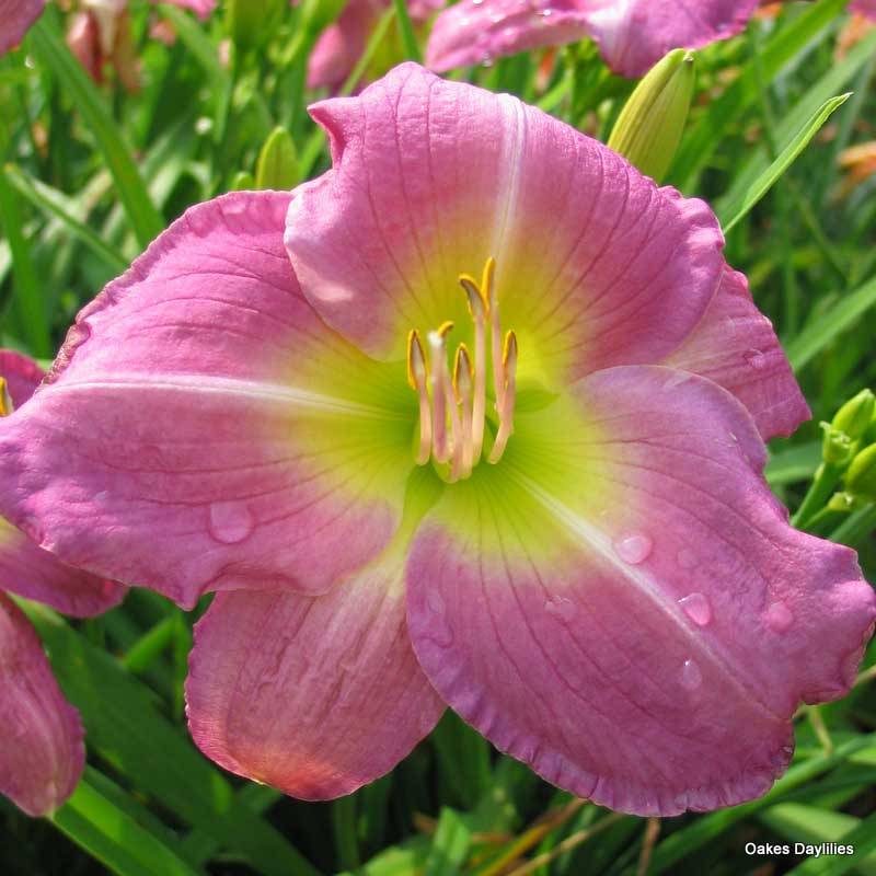 African Chant Daylily