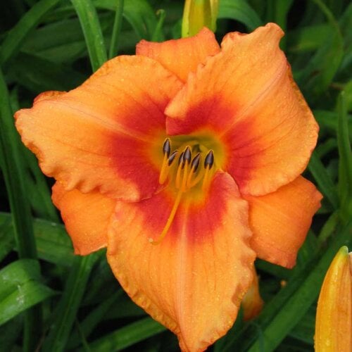 Oakes-Daylilies-Leebea-Orange-Crush-daylily-001