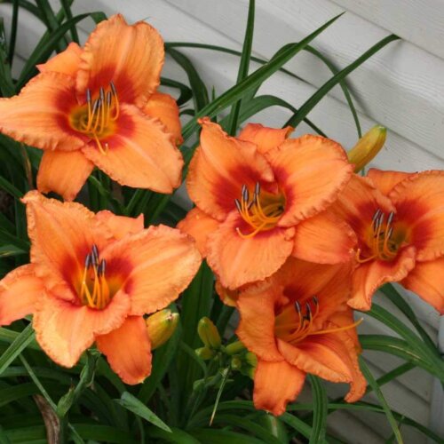 Oakes-Daylilies-Leebea-Orange-Crush-daylily-003