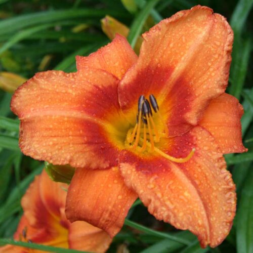 Oakes-Daylilies-Leebea-Orange-Crush-daylily-004