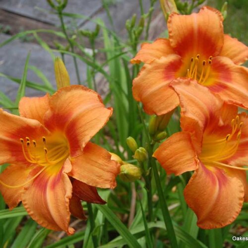 Oakes-Daylilies-Leebea-Orange-Crush-daylily-007