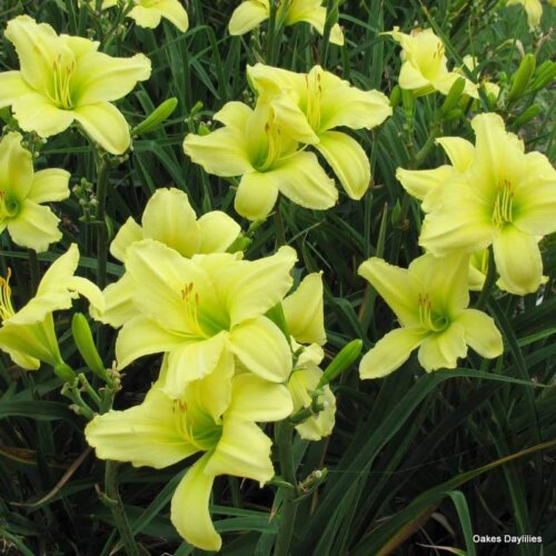 Oakes-Daylilies-Lemon-Vista-001