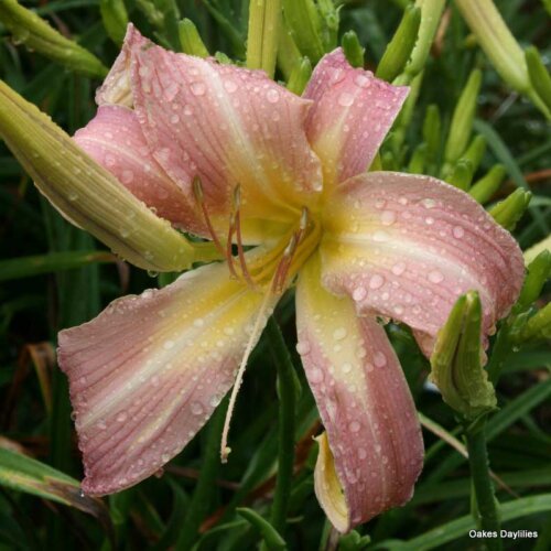 Oakes-Daylilies-Lilting-Belle-004