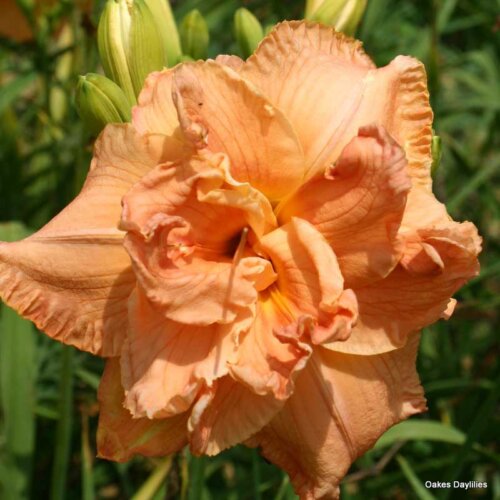 Oakes-Daylilies-Love-Unlimited-daylily-001