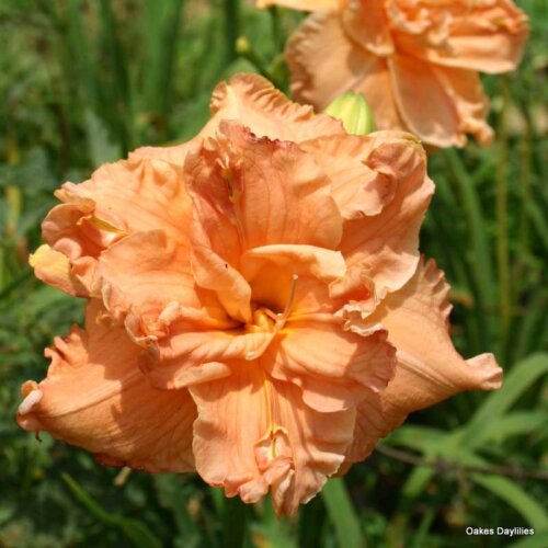 Oakes-Daylilies-Love-Unlimited-daylily-002