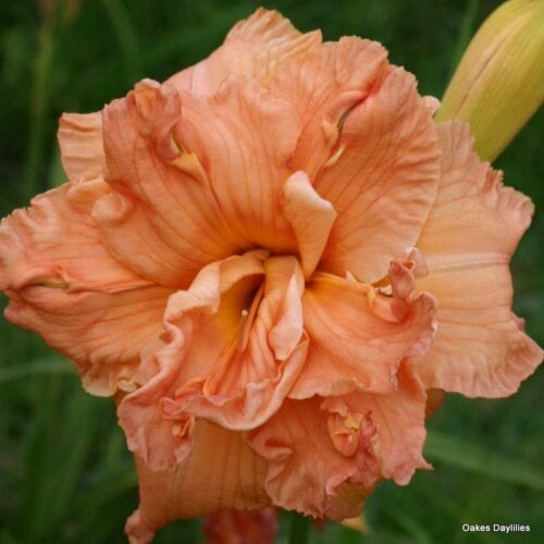 Oakes-Daylilies-Love-Unlimited-daylily-003