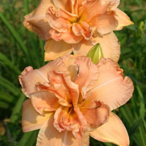 Oakes-Daylilies-Love-Unlimited-daylily