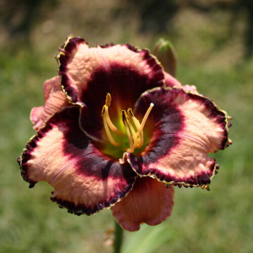 Oakes-Daylilies-Luck-Of-The-Draw-daylily-002