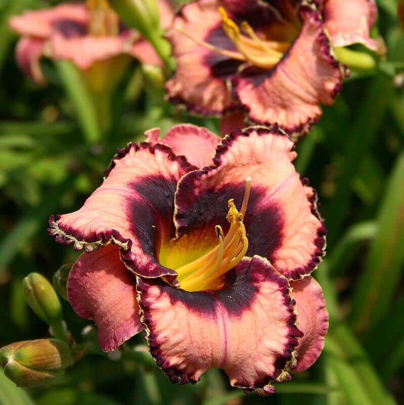 Luck of the Draw Daylily | Unique Color | Oakes Daylilies