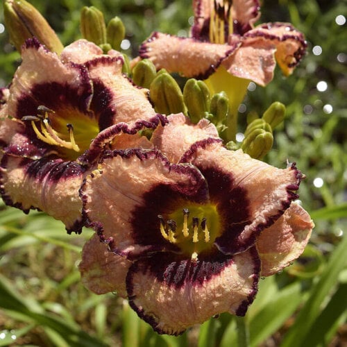 Oakes-Daylilies-Luck-Of-The-Draw-daylily
