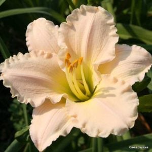 6 "Fresh Dug" Daylily Day lily Yellow Stella de Oro LARGE Plant Bare Root Fans 