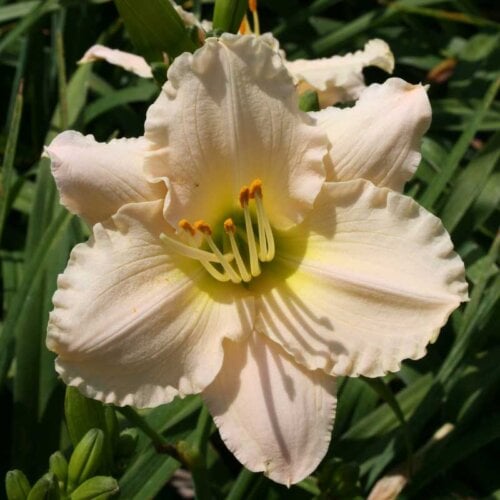 Oakes-Daylilies-Lullaby-Baby-daylily-005