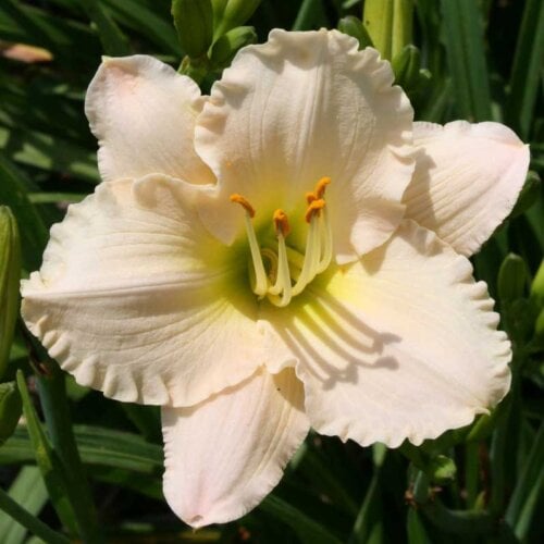Oakes-Daylilies-Lullaby-Baby-daylily-006