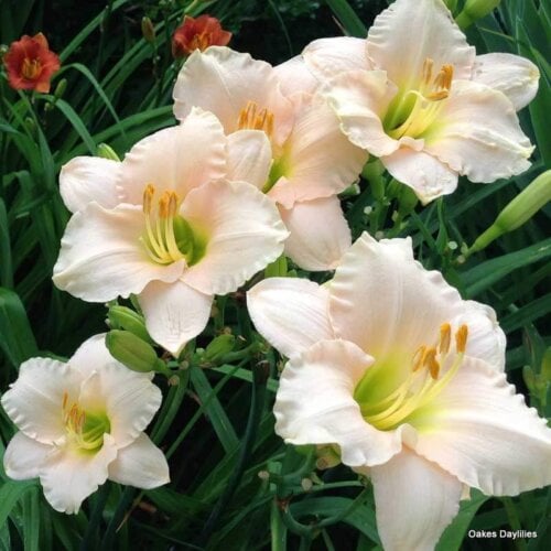Oakes-Daylilies-Lullaby-Baby-daylily-007