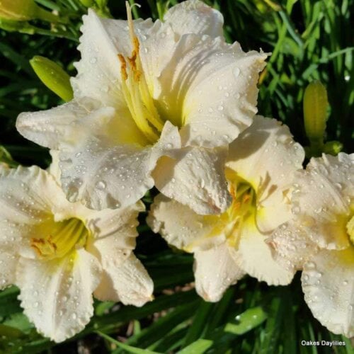 Oakes-Daylilies-Lullaby-Baby-daylily-008