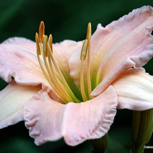 Oakes-Daylilies-Lullaby-Baby-daylily-009