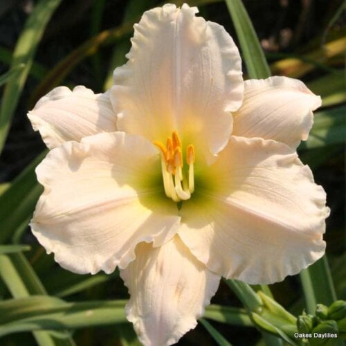 Oakes-Daylilies-Lullaby-Baby-daylily