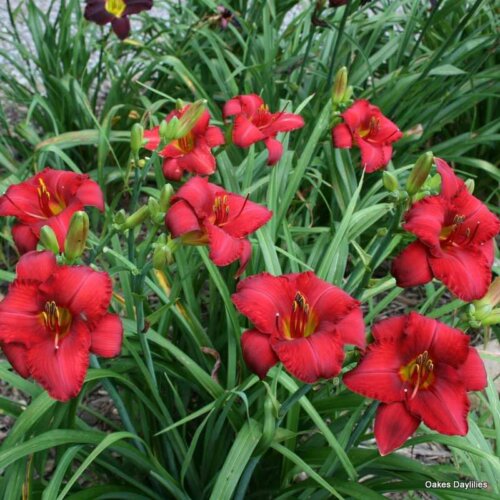 Oakes-Daylilies-Madame-Ruby-002