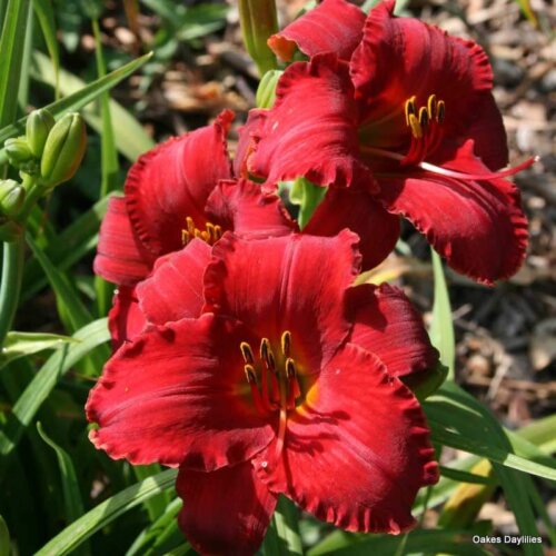 Oakes-Daylilies-Madame-Ruby-004