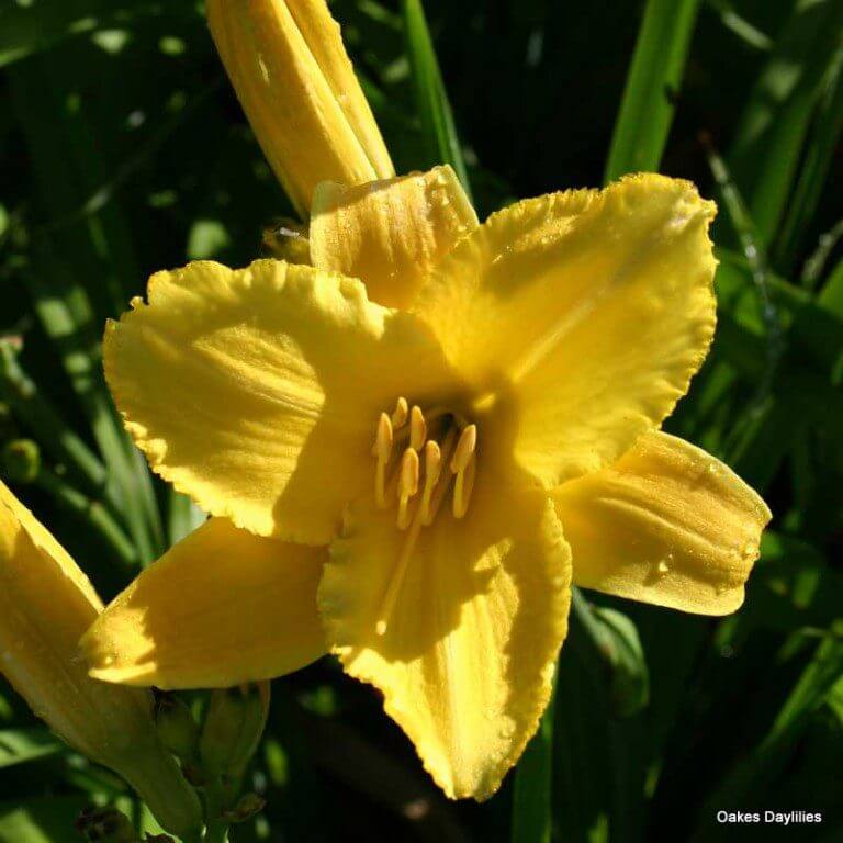 Mary Todd Daylily | Bright Yellow Classic | Oakes Daylilies