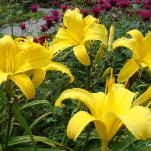 Oakes-Daylilies-Mary-Todd-daylily-003