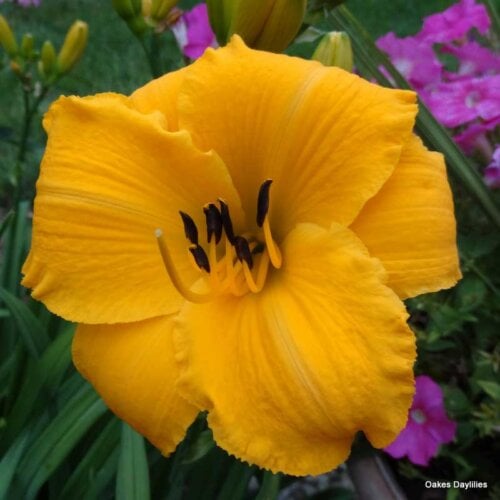 Oakes-Daylilies-Mary's-Gold-001