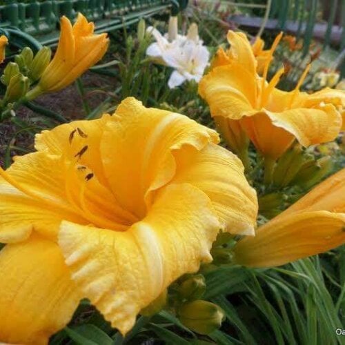 Oakes-Daylilies-Mary's-Gold-002