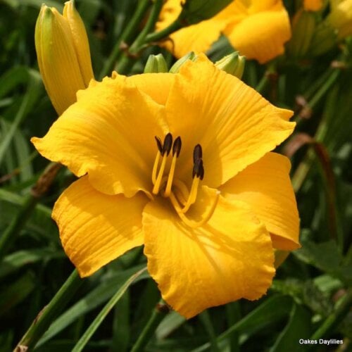 Oakes-Daylilies-Mary's-Gold-003