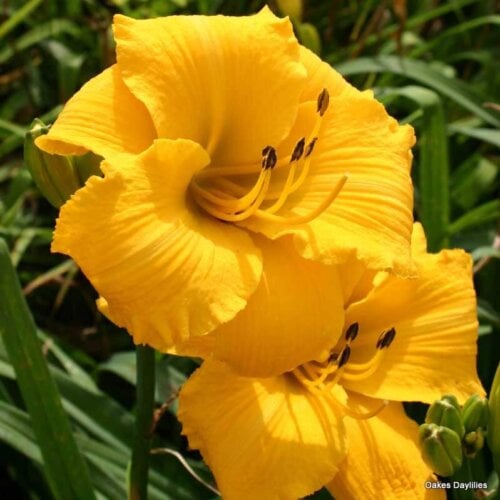Oakes-Daylilies-Mary's-Gold-005