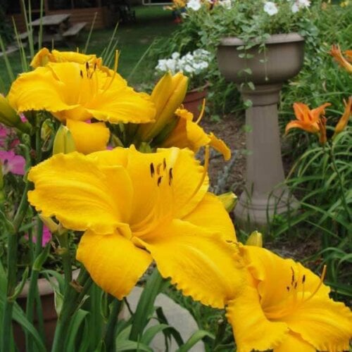 Oakes-Daylilies-Mary's-Gold