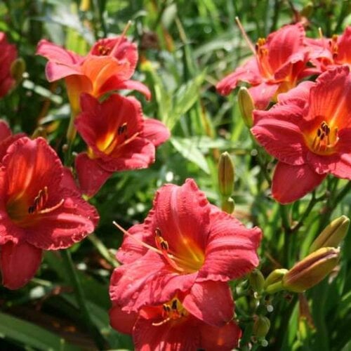 Oakes-Daylilies-Mexican-Maiden-001