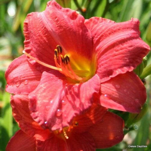 Oakes-Daylilies-Mexican-Maiden-002