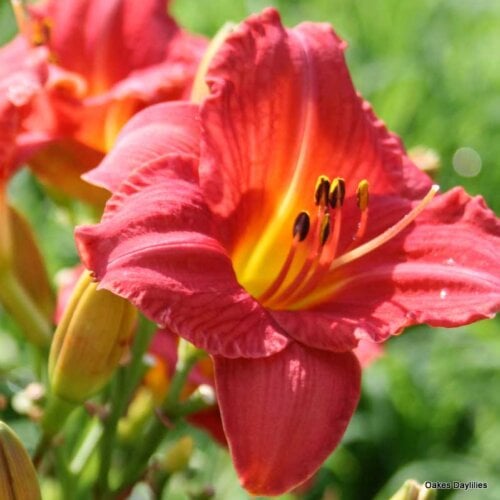 Oakes-Daylilies-Mexican-Maiden-003