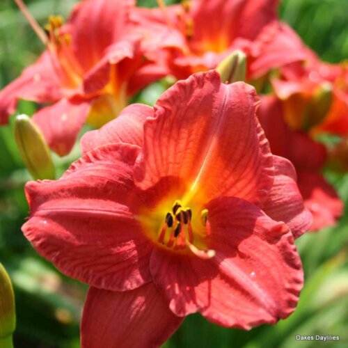 Oakes-Daylilies-Mexican-Maiden-004