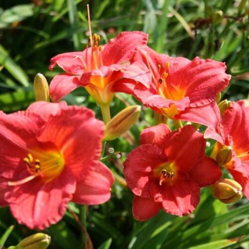 Oakes-Daylilies-Mexican-Maiden-005