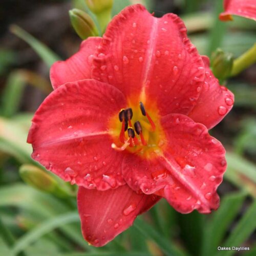 Oakes-Daylilies-Mexican-Maiden
