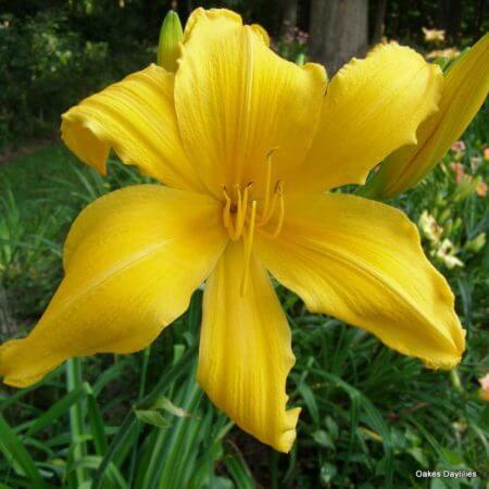 MICO - Oakes Daylilies