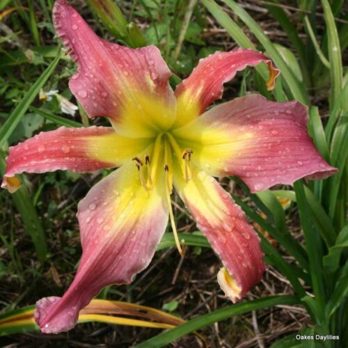 Oakes-Daylilies-Mighty-Highty-Tighty-001