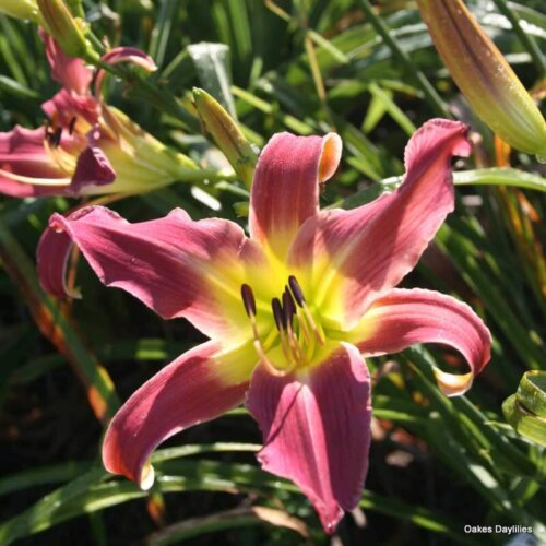 Oakes-Daylilies-Mighty-Highty-Tighty-003