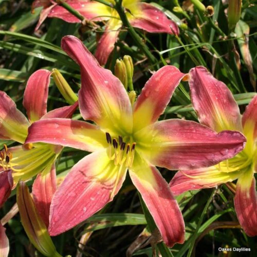 Oakes-Daylilies-Mighty-Highty-Tighty
