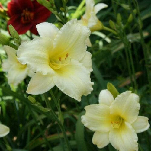 Oakes-Daylilies-Miss-Amelia-daylily-003