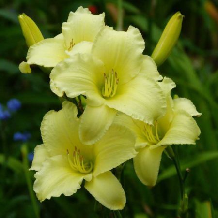 Miss Amelia Daylily Long Bloom Time Oakes Daylilies