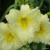 Miss Amelia Daylily Long Bloom Time Oakes Daylilies