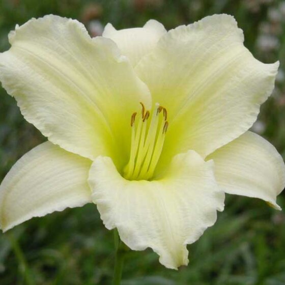 Miss Amelia Daylily Long Bloom Time Oakes Daylilies