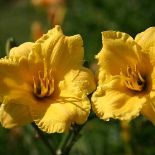 Oakes-Daylilies-Miss-Mary-Mary-003